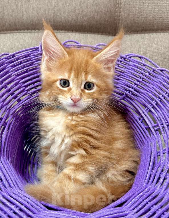 Кошки в Перми: Рыжие гиганты Мальчик, 15 000 руб. - фото 4