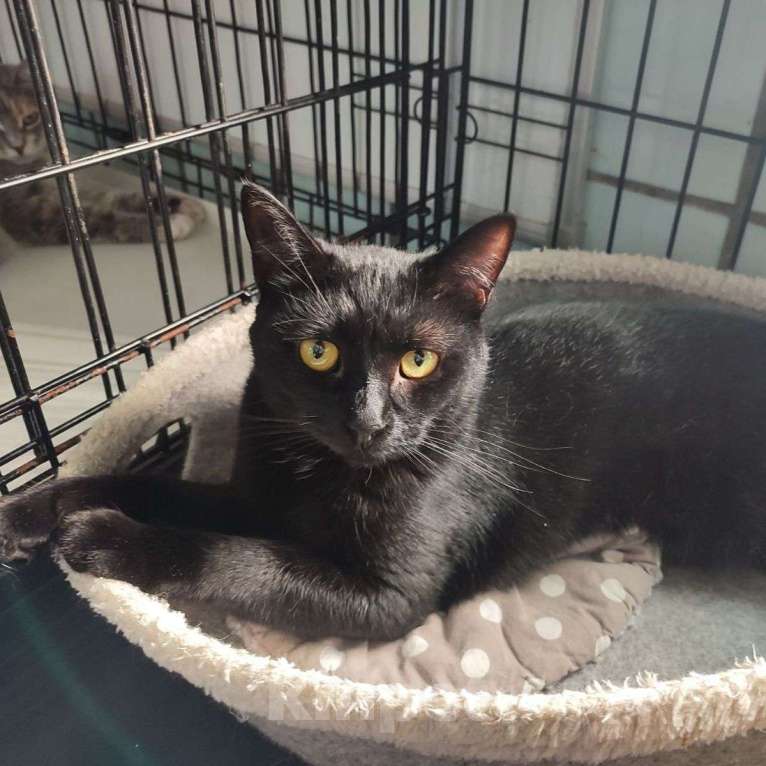 Кошки в Москве: Черный котик в добрые руки Мальчик, Бесплатно - фото 4