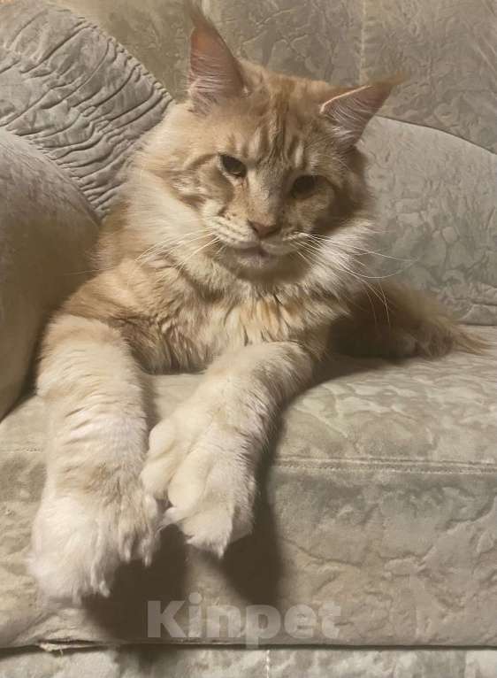 Кошки в Павловском Посаде: Мейкунята Девочка, 25 000 руб. - фото 8