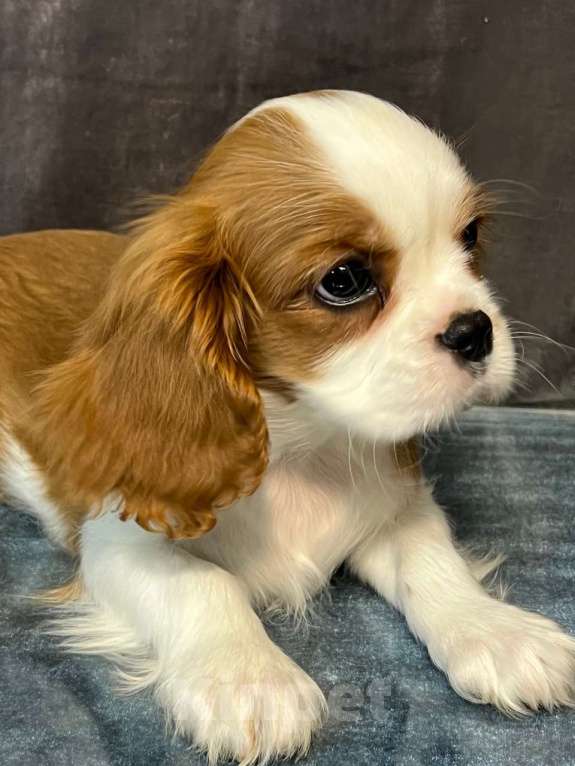 Собаки в Санкт-Петербурге: БЕСТ ИЛРЕАН КАДО Девочка, 190 000 руб. - фото 3