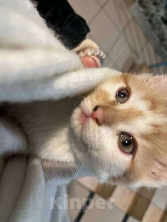 Кошки в Москве: Отдам котенка в добрые руки Мальчик, Бесплатно - фото 3