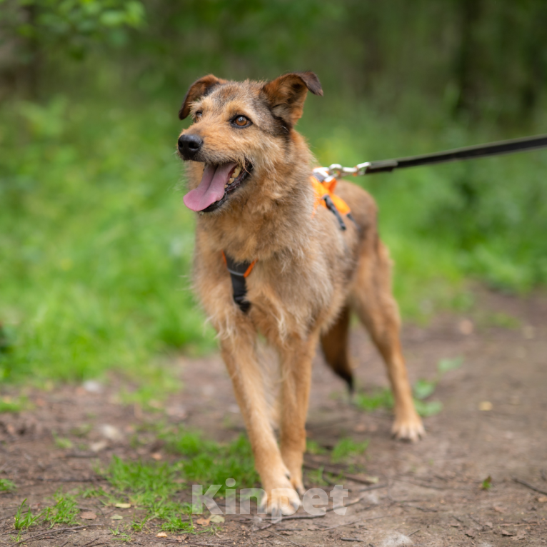 Собаки в Москве: Рашель Девочка, Бесплатно - фото 5