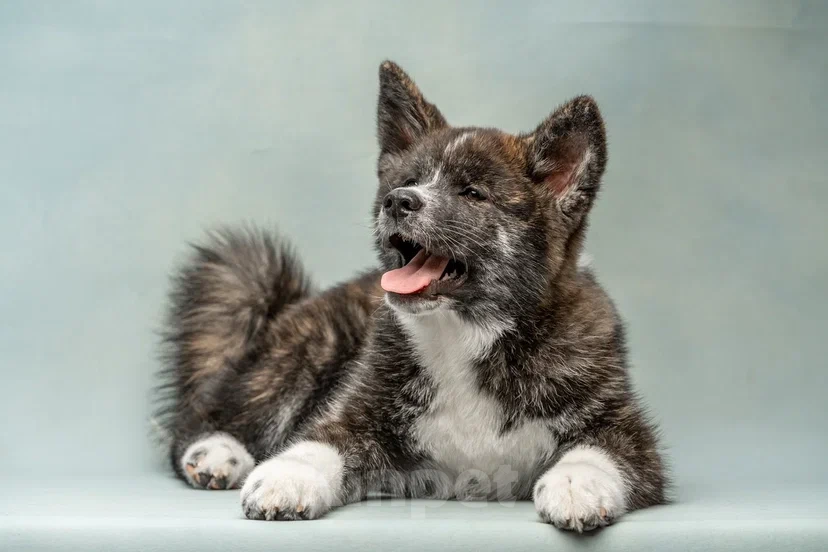 Собаки в Санкт-Петербурге: Таисия Девочка, 70 000 руб. - фото 5