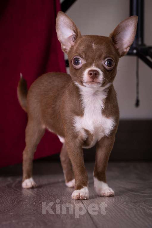 Собаки в Балашихе: Мини мальчик шоколадный чихуахуа  Мальчик, 40 000 руб. - фото 9