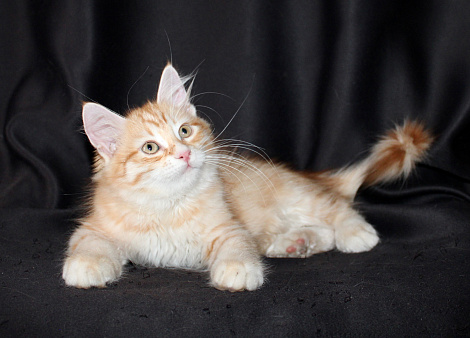 Сибирский котёнок