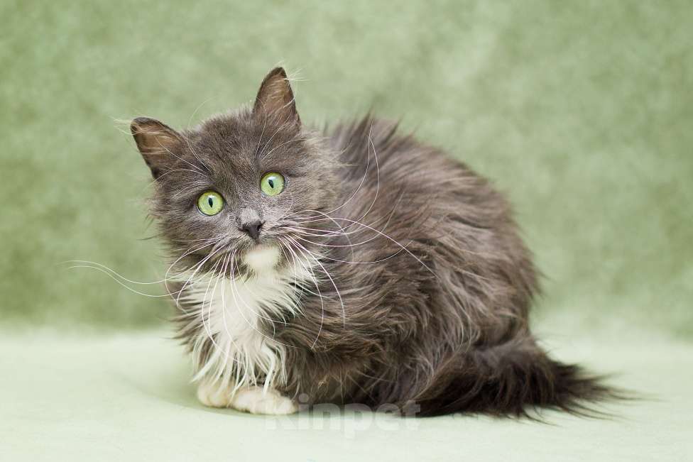 Кошки в Москве: Котенок в добрые руки Девочка, Бесплатно - фото 1