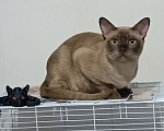 Кошки в Ростове-на-Дону: Котик европейской Бурмы  Мальчик, Бесплатно - фото 1