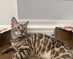 Кошки в Москве: Бенгальский котенок (девочка) Девочка, 40 000 руб. - фото 2