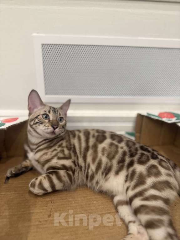 Кошки в Москве: Бенгальский котенок (девочка) Девочка, 40 000 руб. - фото 2