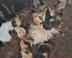 Кошки в Санкт-Петербурге: Девочка -полидакт 66 66 Девочка, 60 000 руб. - фото 7
