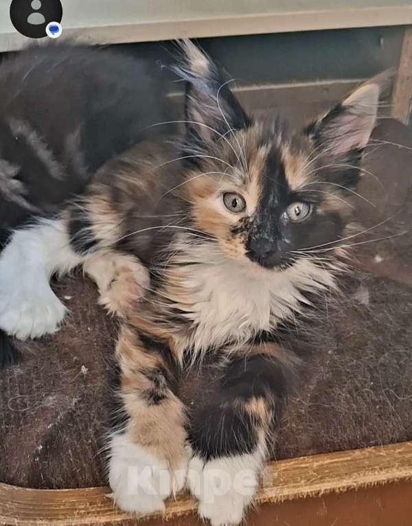 Кошки в Санкт-Петербурге: Девочка -полидакт 66 66 Девочка, 60 000 руб. - фото 7