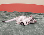 Кошки в Тюмени: Абиссинские котята серебро к Новому году  Мальчик, Бесплатно - фото 1