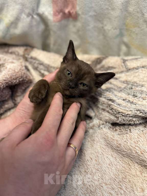 Кошки в других городах Ленинградской области: Бурманские котятки 🩷 Мальчик, 32 000 руб. - фото 3
