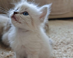 Кошки в Дмитрове: Котята невские  Мальчик, Бесплатно - фото 1