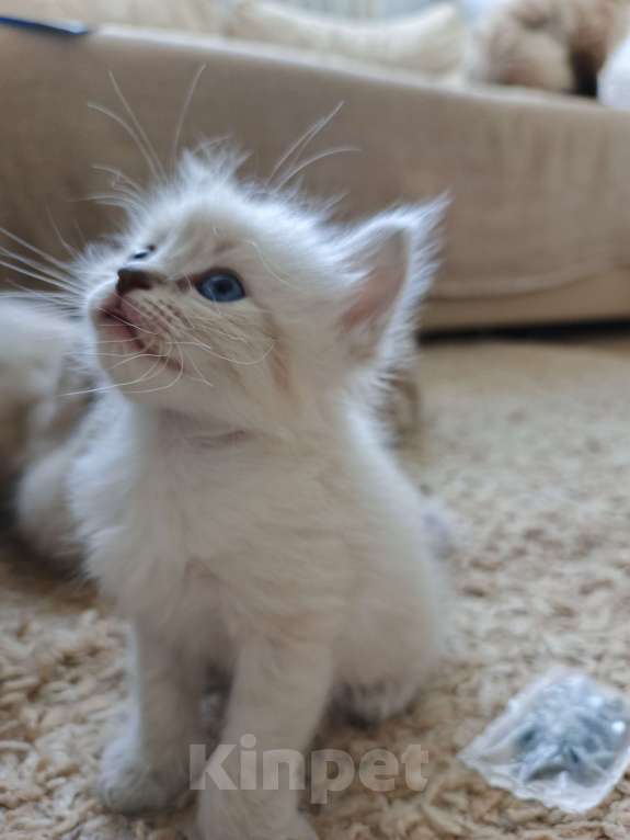 Кошки в Дмитрове: Котята невские  Мальчик, Бесплатно - фото 1