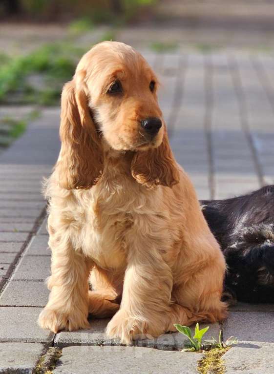 Собаки в Калининграде: Щенки английского кокер спаниеля Разнополые, 60 000 руб. - фото 4