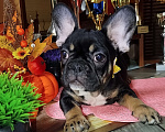 Собаки в Владимире: Девочка французский бульдог  Девочка, 100 000 руб. - фото 5