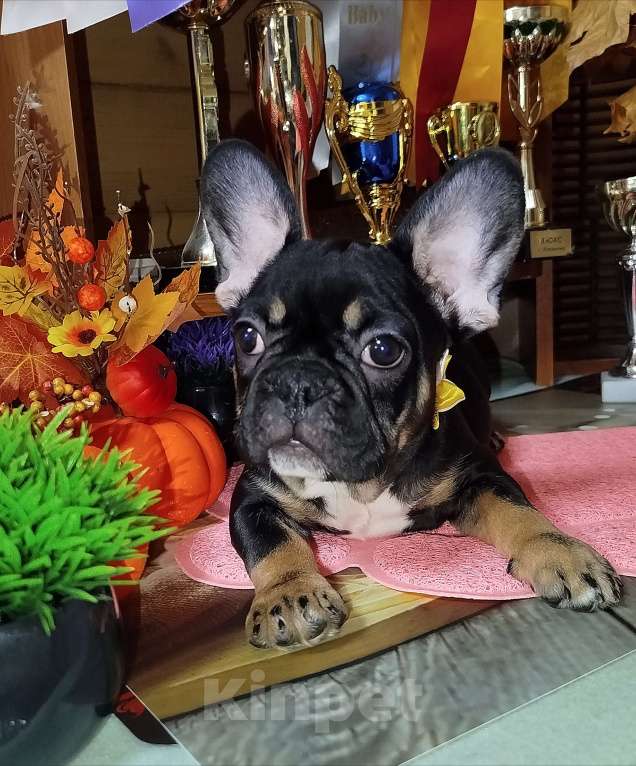 Собаки в Владимире: Девочка французский бульдог  Девочка, 100 000 руб. - фото 5