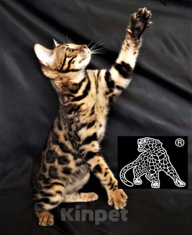 Кошки в Петропавловске-Камчатском: Бенгальский котенок. Питомник. Мальчик, Бесплатно - фото 5