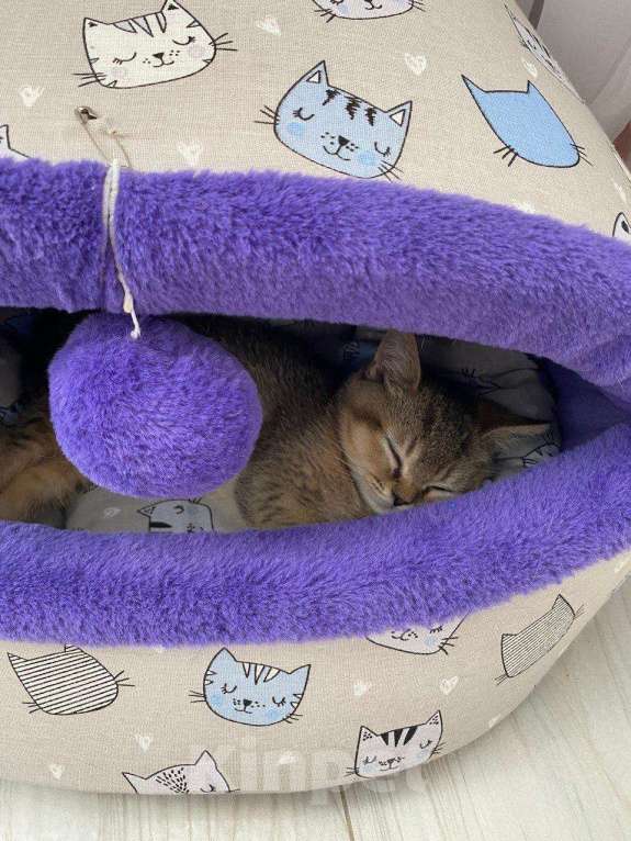 Кошки в Нижнем Новгороде: Шиншилловый шотландский чемпион Мальчик, Бесплатно - фото 7