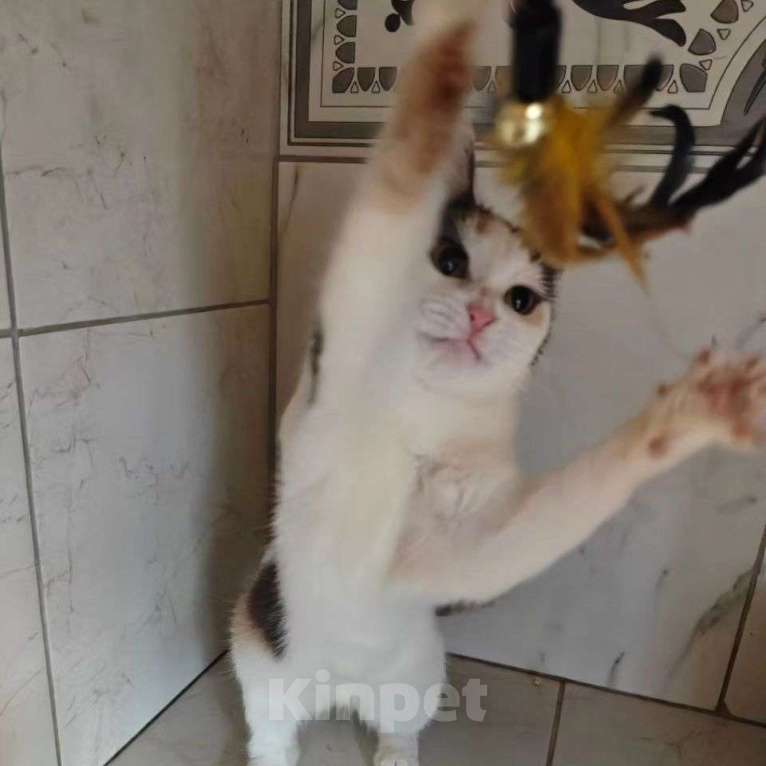 Кошки в Москве: Ласковая кошечка Вафелька Девочка, Бесплатно - фото 5