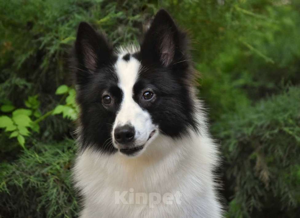 Собаки в Москве: Ненецкая оленегонная лайка. Кобель Центурион.  Мальчик, 60 000 руб. - фото 2