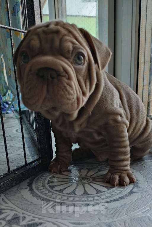 Собаки в Красногорске: Щенок французского бульдога бигропп Мальчик, 280 000 руб. - фото 3