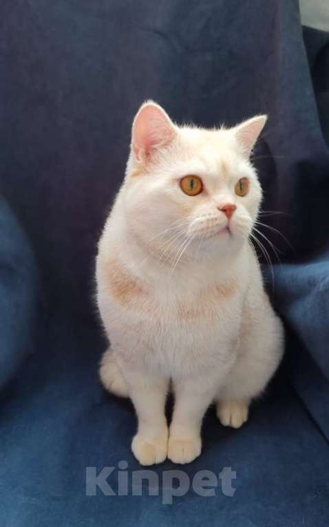 Кошки в Москве: Британские коты и  кошки Мальчик, 30 000 руб. - фото 2