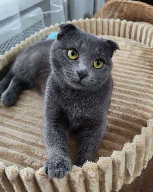 Кошки в Москве: Венера ищет дом Девочка, Бесплатно - фото 2