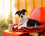 Собаки в Москве: Щенки от маленькой собаки в добрые руки Мальчик, Бесплатно - фото 5
