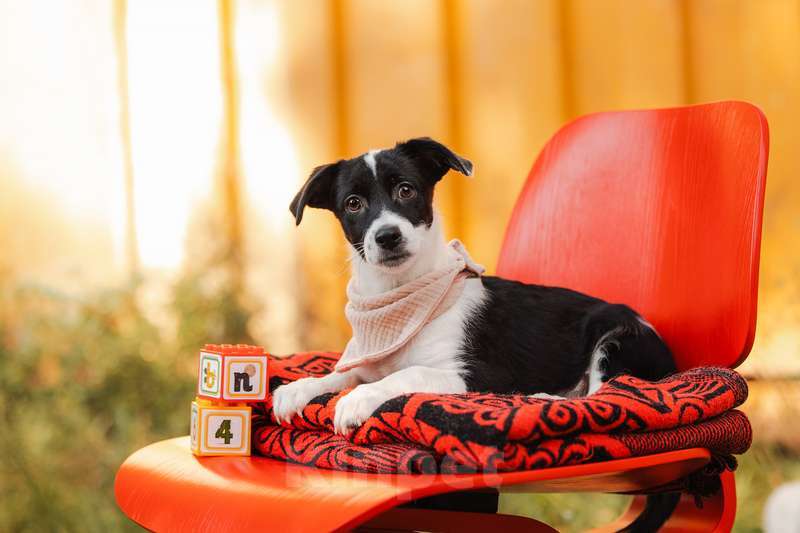 Собаки в Москве: Щенки от маленькой собаки в добрые руки Мальчик, Бесплатно - фото 5