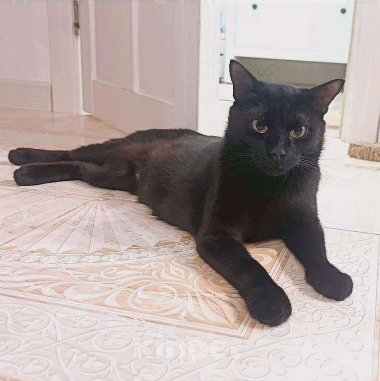 Кошки в Москве: Черная Багира мечтает о доме Девочка, Бесплатно - фото 5