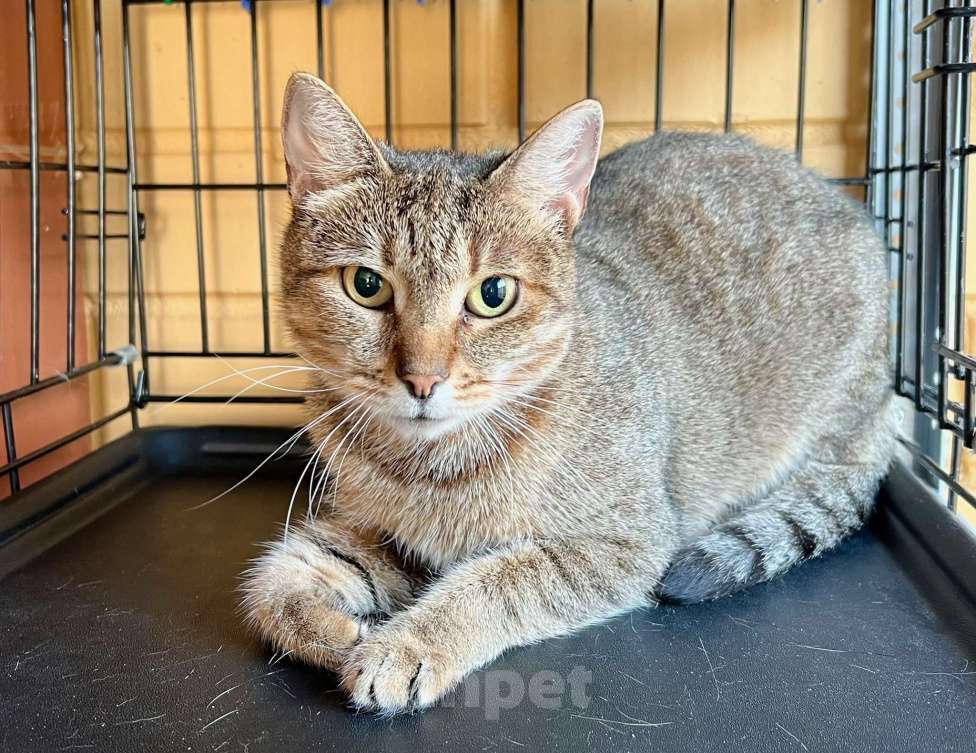 Кошки в Москве: Застенчивая кошечка Рэйчел в дар добрым людям Девочка, Бесплатно - фото 4