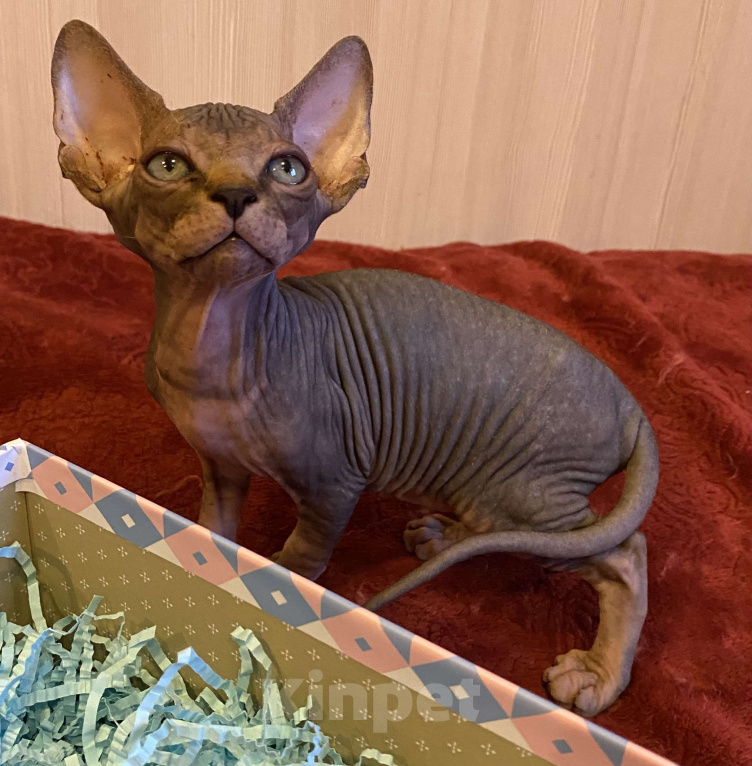 Кошки в Москве: Топовый котёнок канадского сфинкса Мальчик, 50 000 руб. - фото 3