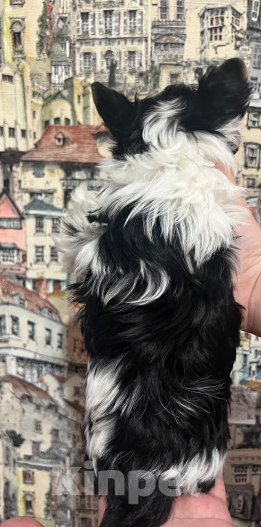 Собаки в Челябинске: Бивер терьер щенок Мальчик, Бесплатно - фото 2