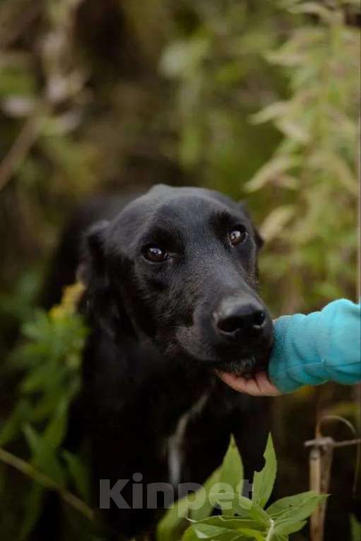 Собаки в Москве: Чудесный Лорд ищет свою семью Мальчик, Бесплатно - фото 8