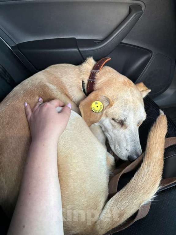 Собаки в Москве: Отдадим солнечного красавчика Барабашку в заботливые руки Мальчик, 1 руб. - фото 1