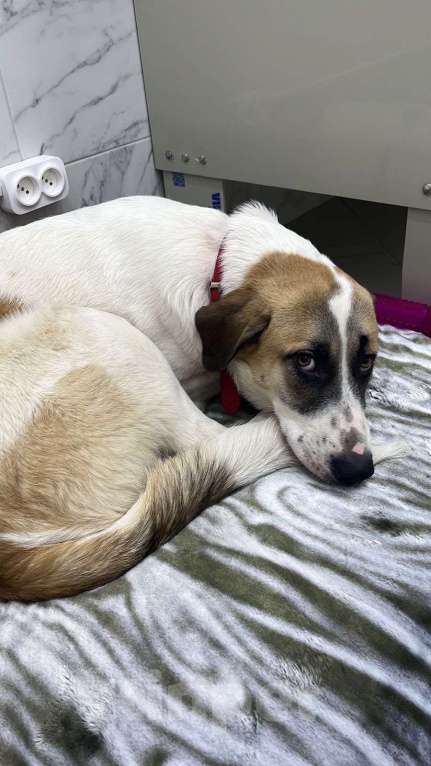 Собаки в Москве: Самый добрый пёс с самым тяжёлым началом Мальчик, Бесплатно - фото 6