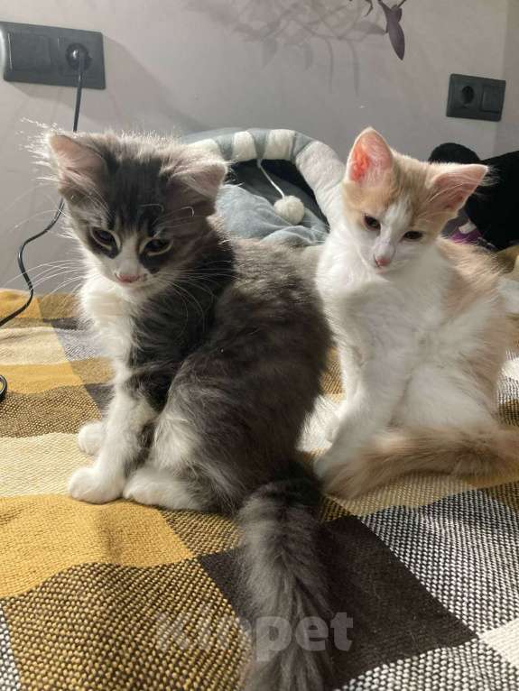 Кошки в Москве: Доиашний котенок-девочка в дар Девочка, Бесплатно - фото 8