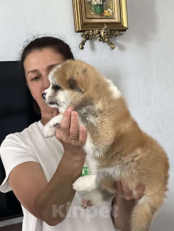Собаки в Москве: Мальчик сын Чемпиона России ищет себе любящих хозяев  Мальчик, 130 000 руб. - фото 5