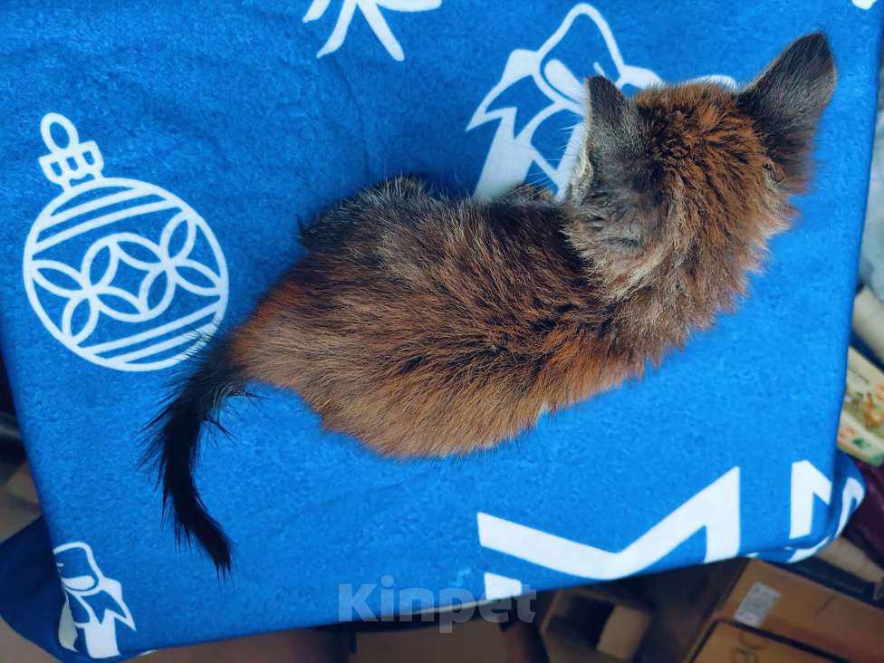 Кошки в Москве: Котёнок полтора месяца Тишка Мальчик, Бесплатно - фото 6