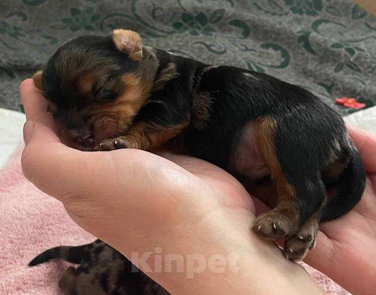 Собаки в Хабаровске: Йоркширский терьер щенки Разнополые, 40 000 руб. - фото 8