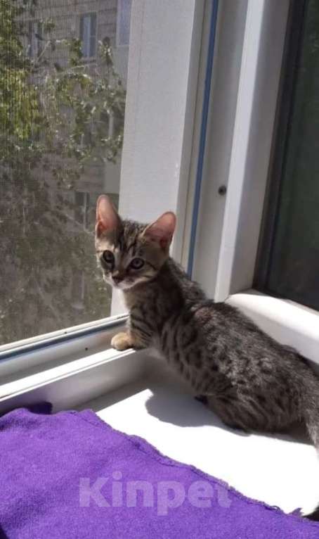 Кошки в Москве: Котенок Манчкин коротколапый Мальчик, Бесплатно - фото 4