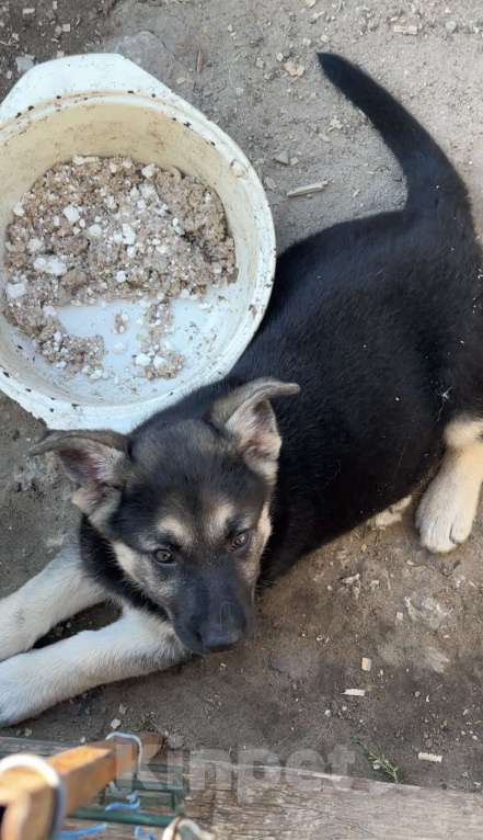 Собаки в Тюмени: Щенок овчарка восточноевропейская  Девочка, 15 000 руб. - фото 2