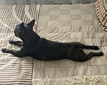 Собаки в Пензе: Французский бульдог вязка, Бесплатно - фото 1