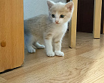 Кошки в Екатеринбурге: Котята  Мальчик, Бесплатно - фото 2