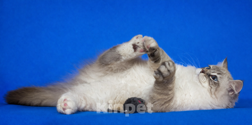 Кошки в Москве: Baron порода Невская маскарадная Мальчик, 60 000 руб. - фото 3