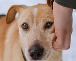 Собаки в Москве: Паппи ищет дом  Мальчик, Бесплатно - фото 6