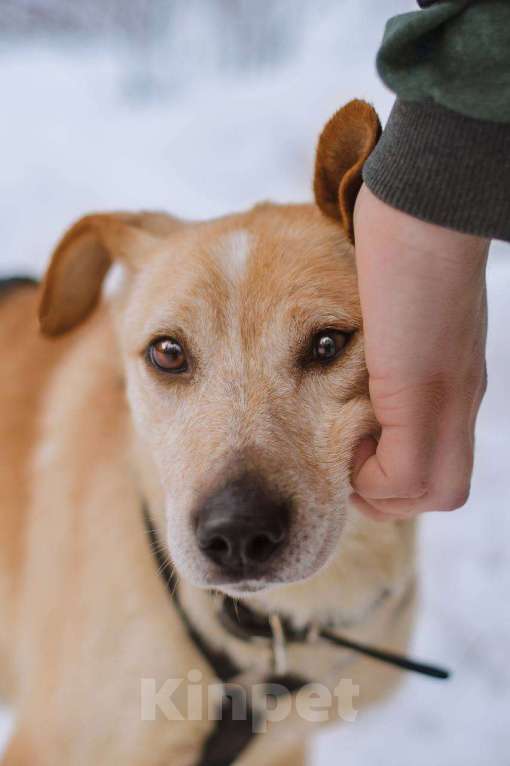 Собаки в Москве: Паппи ищет дом  Мальчик, Бесплатно - фото 6