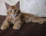 Кошки в Сергиеве Посаде: Котенок мейн-кун Мальчик, Бесплатно - фото 1